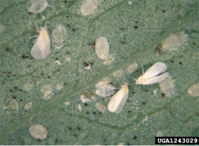 Fig. 13: Photograph of multiple life stages of greenhouse whiteflies.